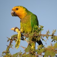 Brown-throated Parakeet